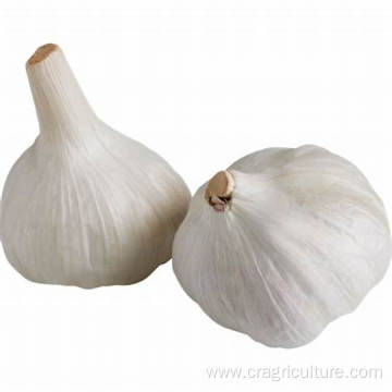 Competitive Price Wholesale Fresh Elephant Garlic